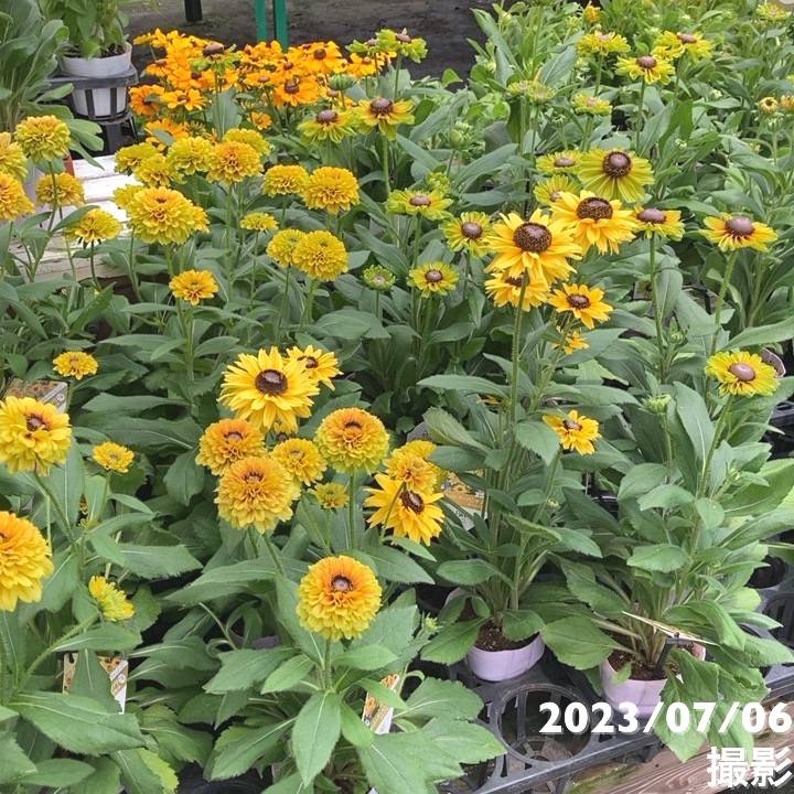 PW ルドベキア アーバンサファリ フォレストグリーン 3.5号×2株セット