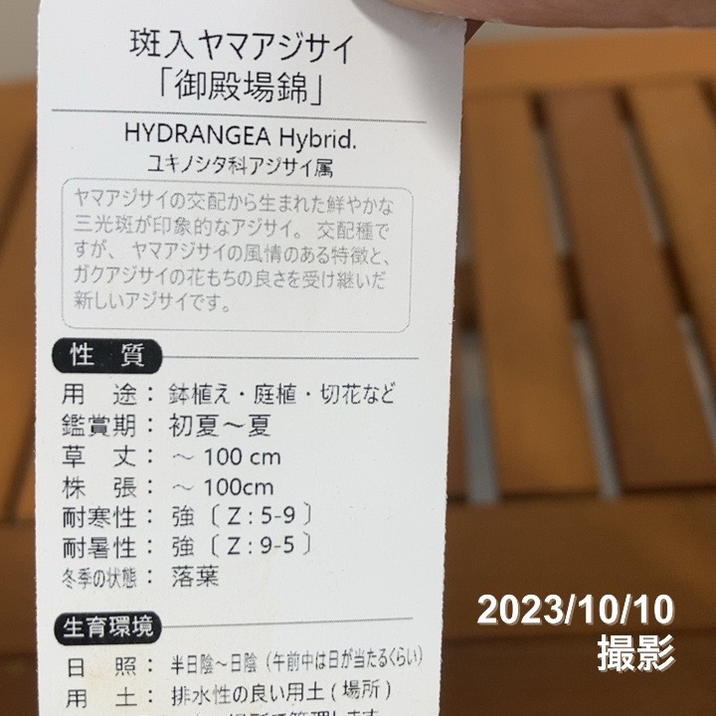 ヤサイズキ様　おまとめページです 斑入りヤマアジサイ 御殿場錦 3.5号 PVP｜花木04-PA | 花木・庭木