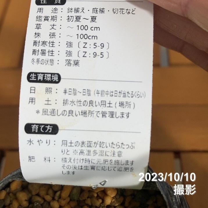 斑入りヤマアジサイ 御殿場錦 3～3.5号 PVP｜花木04-PA | 花木・庭木