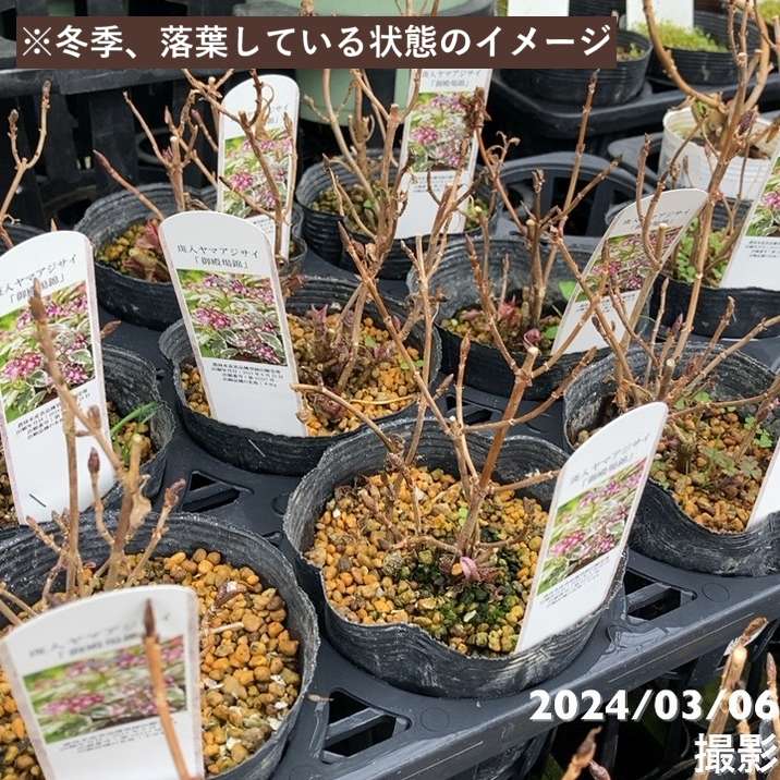 現品】アップルマンゴー アーウィン マンゴーの木 8号 M98番