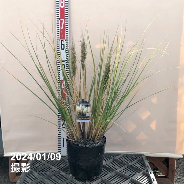 ミニパンパスグラス タイニーパンパ 6号｜草花04-PA | 草花,[季節の