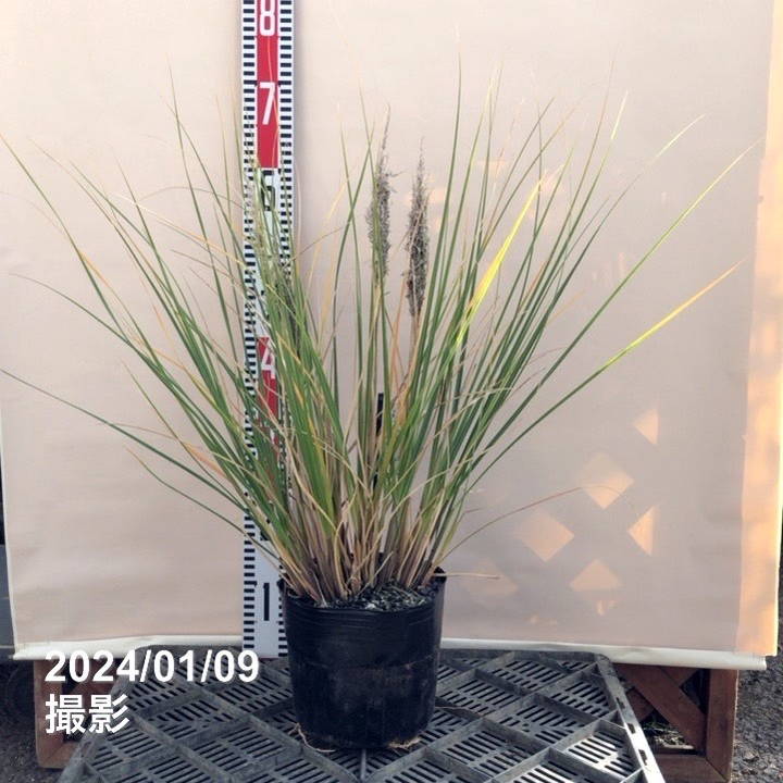 早生パンパスグラス Pampas Grass(パンパスグラス) 特大サイズ 150cm 3本セットの通販情報