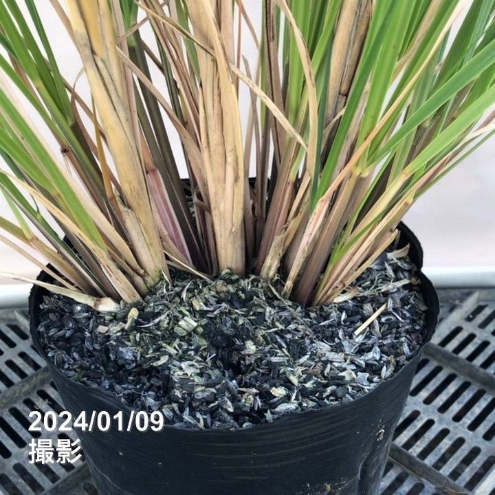 パンパスグラス 苗 大苗 Okagon ガーデニング 観葉植物 パンパスグラス 苗 大苗 Okagon ガーデニング 観葉植物 パンパスグラス