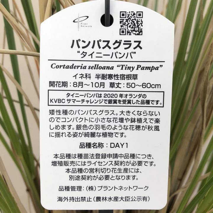 ミニパンパスグラス タイニーパンパ 6号｜草花04-PA | 草花,[季節の