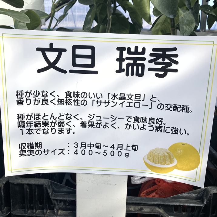 文旦　訳あり　アウトレット品　柑橘　08 最新食品・飲料・酒 - 文旦 訳あり アウトレット品 柑橘 08