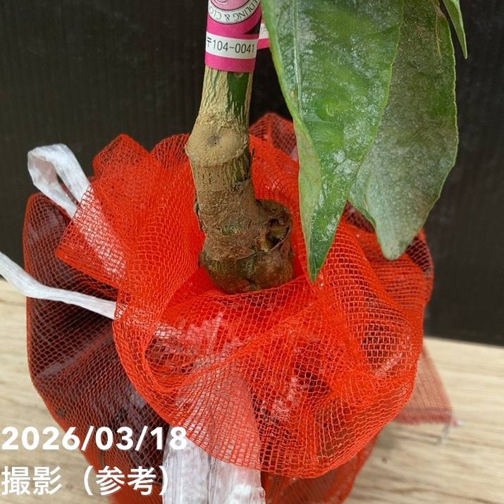 みかん 文旦 ぶんたん 瑞季 みずき 5号｜柑橘｜果樹04-PA | 果樹,柑橘