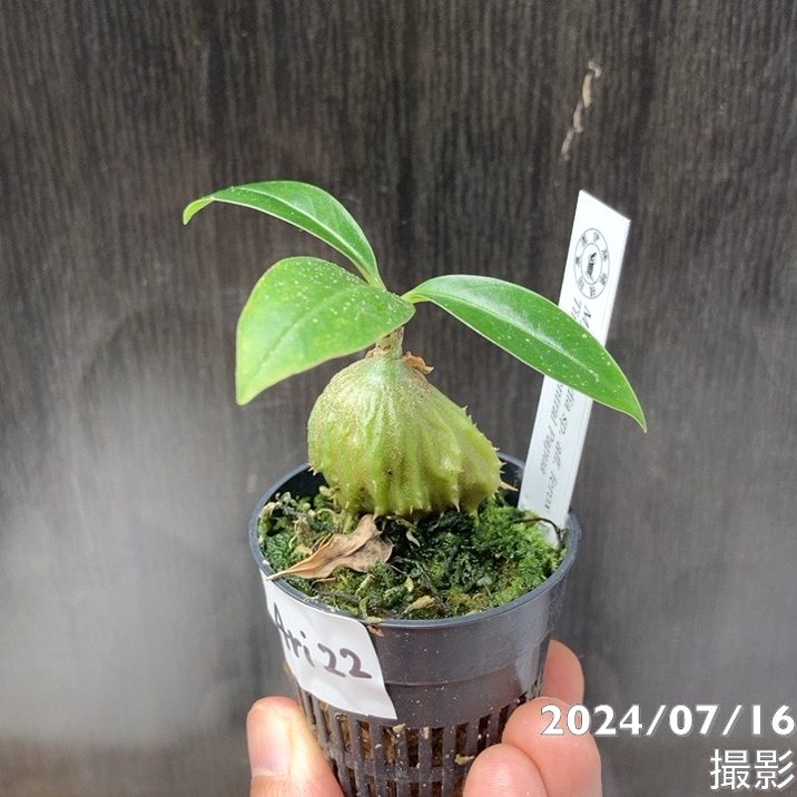 現品お届け】アリ植物 ミルメコディア Myrmecodia sp. aff. ferox