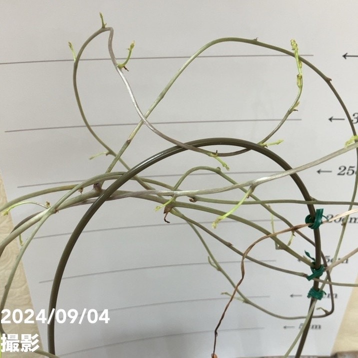 超バキバキ 亀甲竜 ディオスコレア エレファンティペス ザ・ファームセレクト]ディオスコレア（亀甲竜）：エレファン