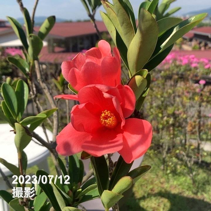 四季咲き性 ツバキ 6号 アザレア椿｜花木04-PA | 花木・庭木,椿