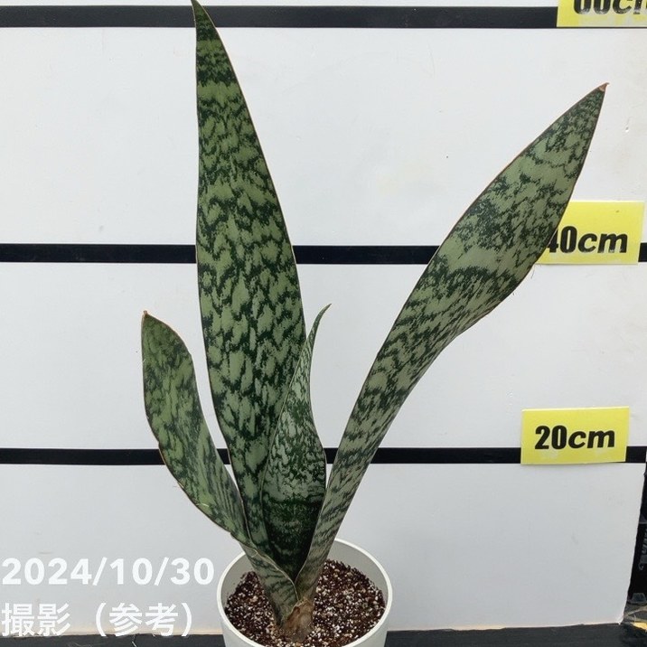 サンセベリア　ES849 サンセベリア ES849 - メルカリ