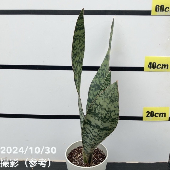 現品お届け】サンスベリア 5号 アブリティアナ 白プラ鉢仕様（S98