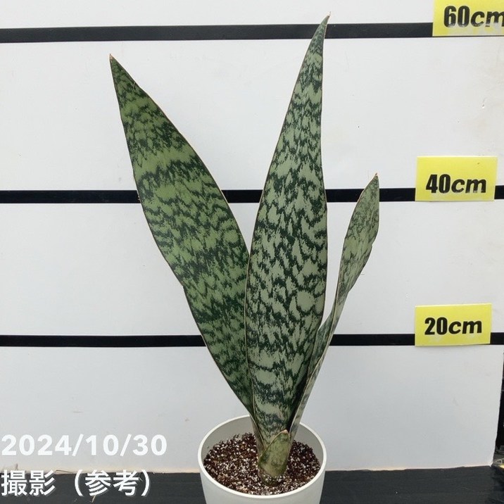 期間限定10％OFF！】【現品お届け】サンスベリア 5号 アブリティアナ