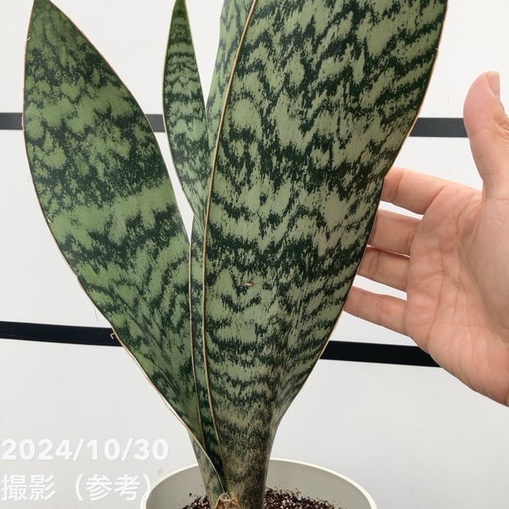 現品お届け】サンスベリア 5号 アブリティアナ 白プラ鉢仕様（S98