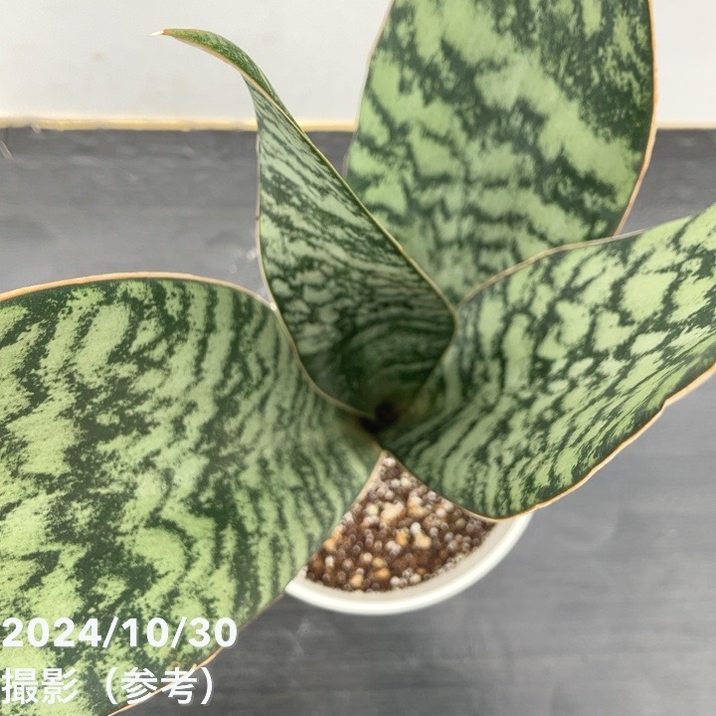 現品お届け】サンスベリア 5号 アブリティアナ 白プラ鉢仕様（S98