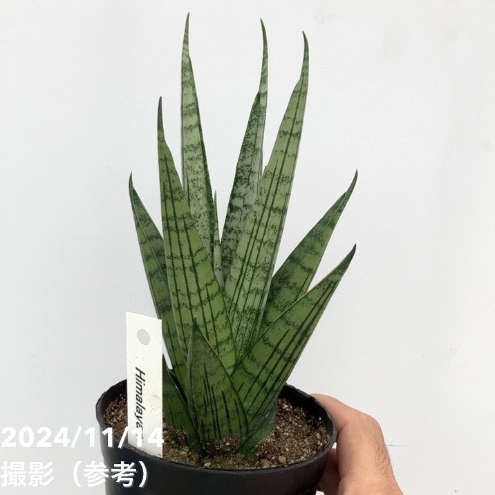 現品お届け】サンスベリア 3.5号 ヒマラヤン Himalayan（子株）（S126