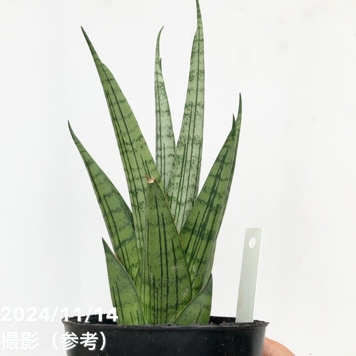 現品お届け】サンスベリア 3.5号 ヒマラヤン Himalayan（子株）（S126