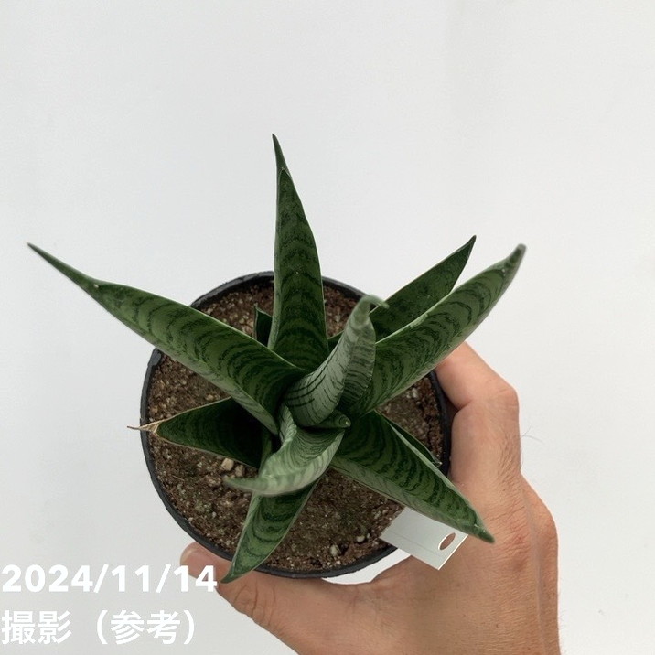 期間限定10％OFF！】【現品お届け】サンスベリア 3.5号 ヒマラヤン