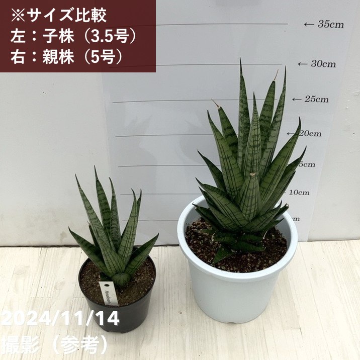 現品お届け】サンスベリア 3.5号 ヒマラヤン Himalayan（子株）（S126