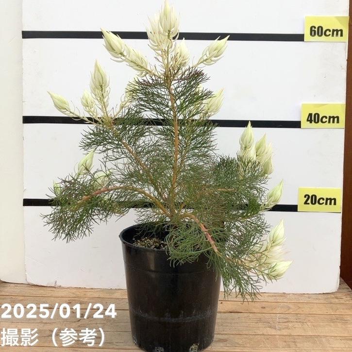 現品お届け】セルリア ブラッシングブライド 7号｜花木10-TU | 花木