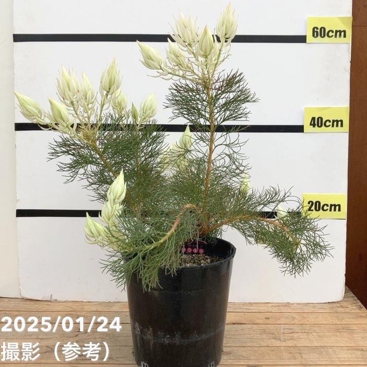 現品お届け】セルリア ブラッシングブライド 7号｜花木10-TU | 花木