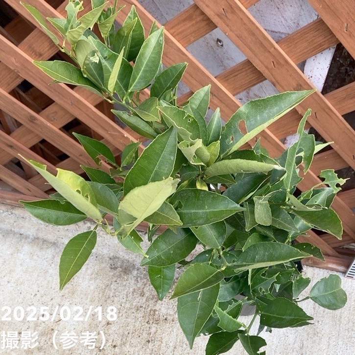 ②ஐ3種セット*ஐ接木・みかん・苗木【はるみ・ぷちまる金柑・ジャンボ