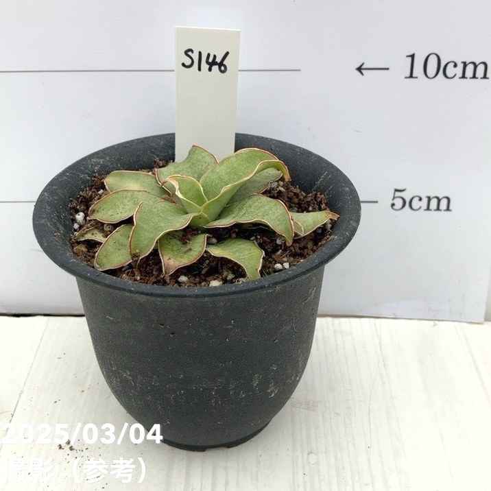 激レア！現品お届け】サンスベリア 3号 Yellow Rose イエローローズ