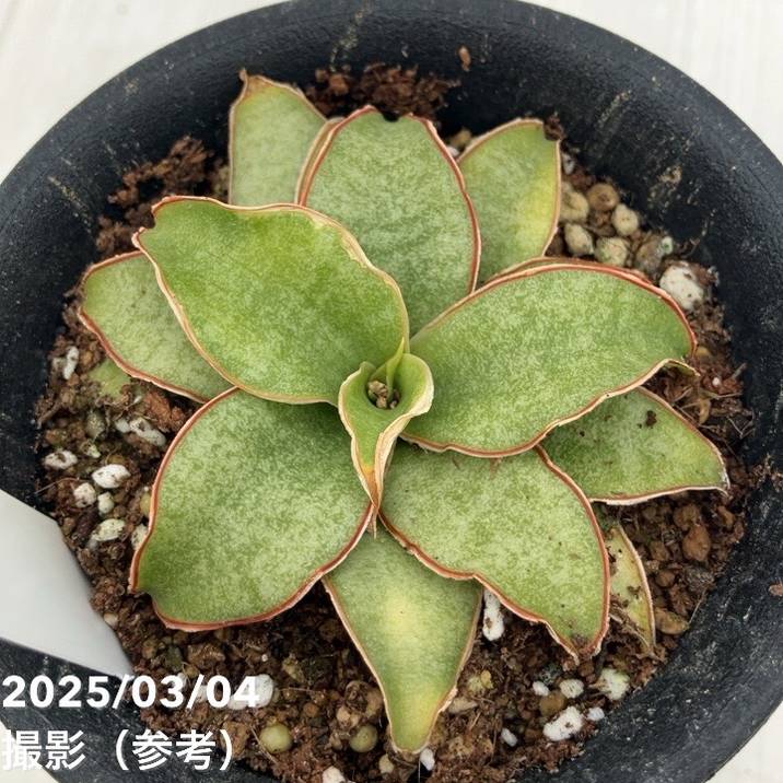 激レア！現品お届け】サンスベリア 3号 Yellow Rose イエローローズ