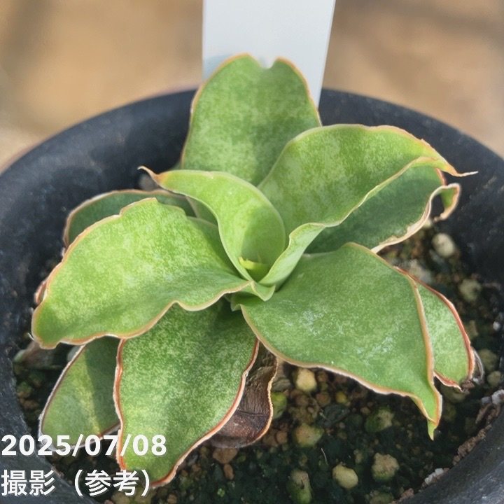 激レア！現品お届け】サンスベリア 3号 Yellow Rose イエローローズ