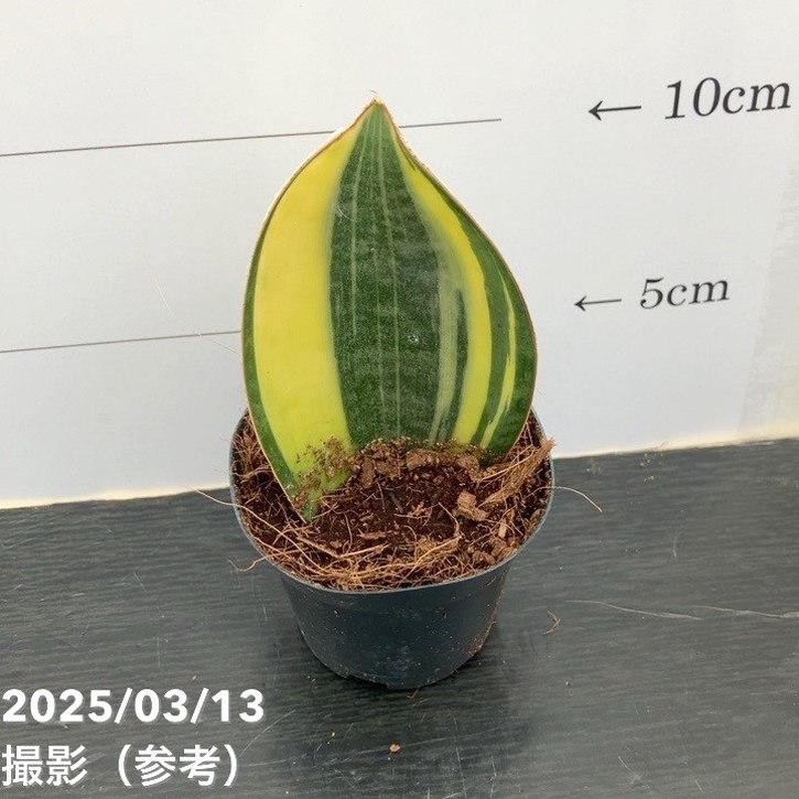 サンスベリア 3号角鉢 マッソニアナ バリエガータ 斑入り 6-7cmポット