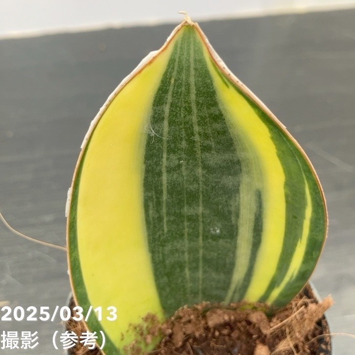 サンスベリア ベロ　バリエガータ サンセベリア：ガブリエラ バリエガータ 3号 の通販 | 園芸ネット