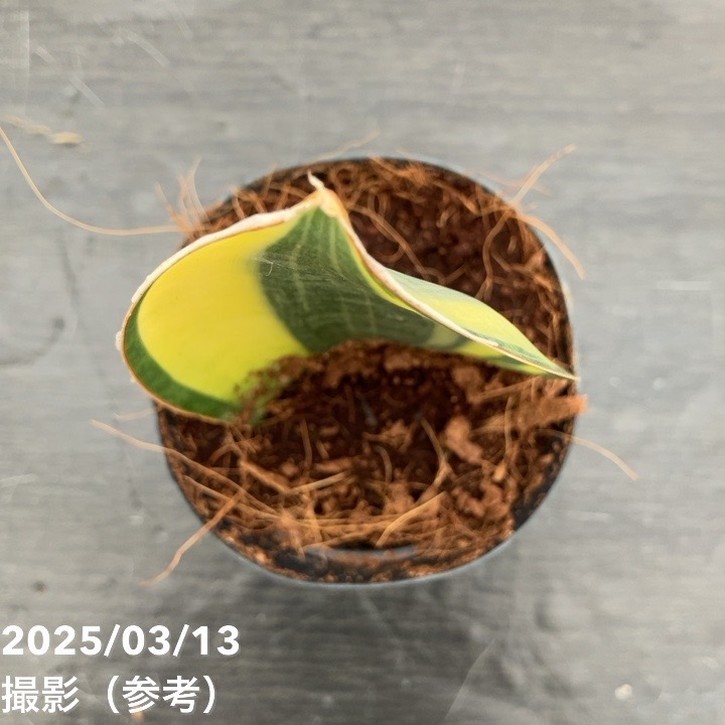 期間限定10％OFF！】サンスベリア 3号角鉢 マッソニアナ バリエガータ