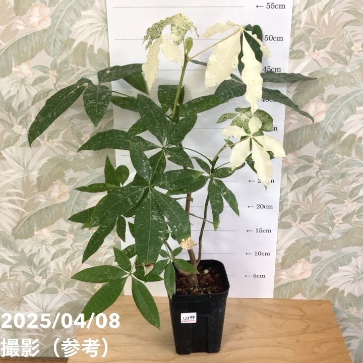 現品お届け】実生 斑入りパキラ Pachira glabra 'variegata' 4号