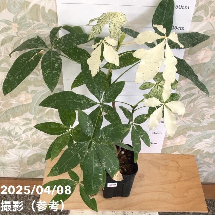 超希少❗️パキラ ミルキーウェイ 接木✨ パキラ ミルキー 白勝 レア