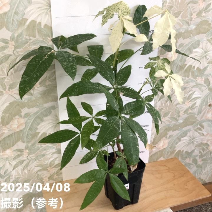現品お届け】実生 斑入りパキラ Pachira glabra 'variegata' 4号