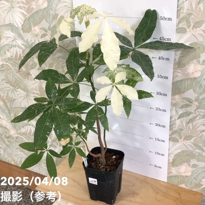 現品お届け】実生 斑入りパキラ Pachira glabra 'variegata' 4号