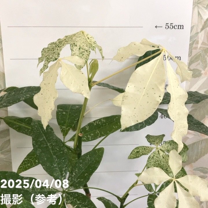 【実生・斑入り】Pachira glabra ‘Variegated’ 実生苗 斑入りパキラ Pachira glabra Variegata／迷彩 散り斑