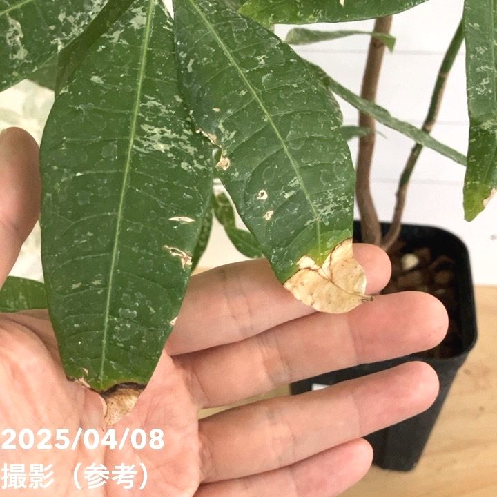 現品お届け】実生 斑入りパキラ Pachira glabra 'variegata' 4号