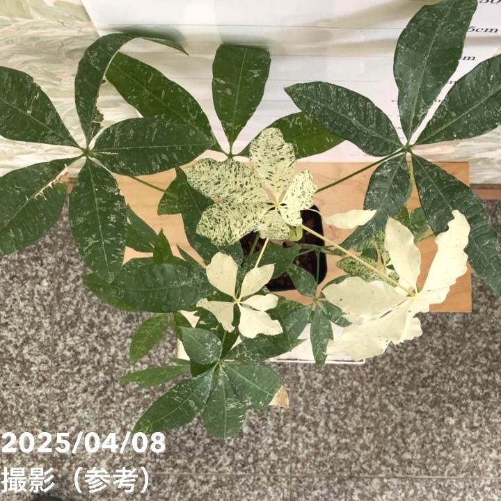 【実生・斑入り】Pachira glabra ‘Variegated’ 決算！ポイント5倍！7/31まで】【現品お届け】実生 斑入りパキラ