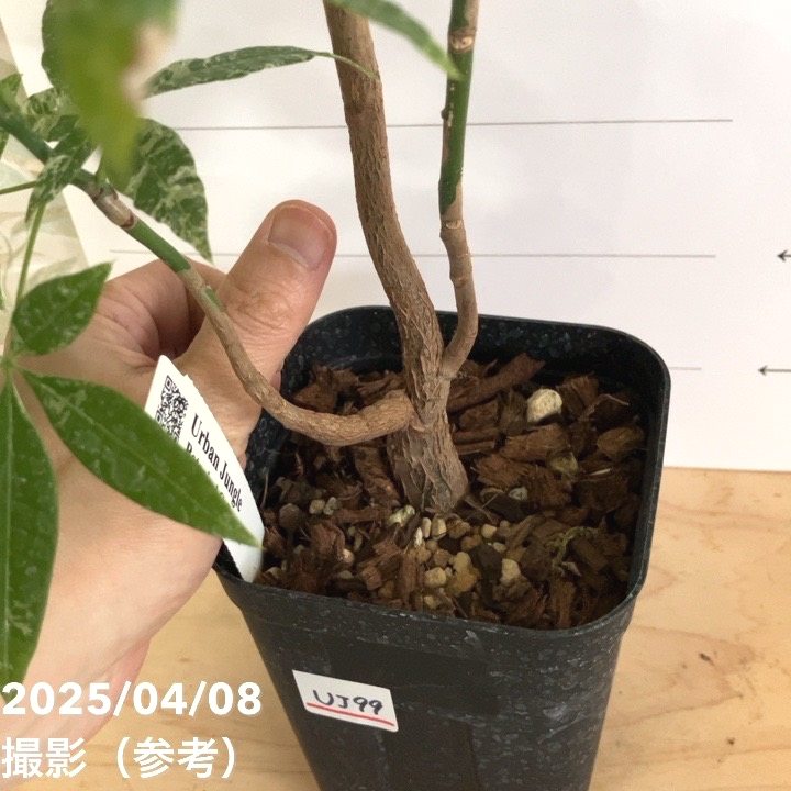 現品お届け】実生 斑入りパキラ Pachira glabra 'variegata' 4号