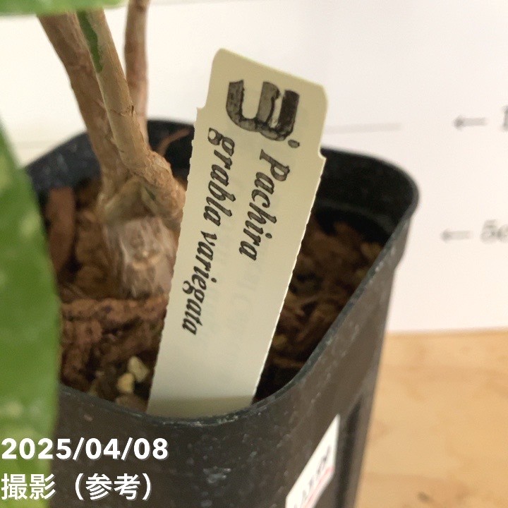 現品お届け】実生 斑入りパキラ Pachira glabra 'variegata' 4号