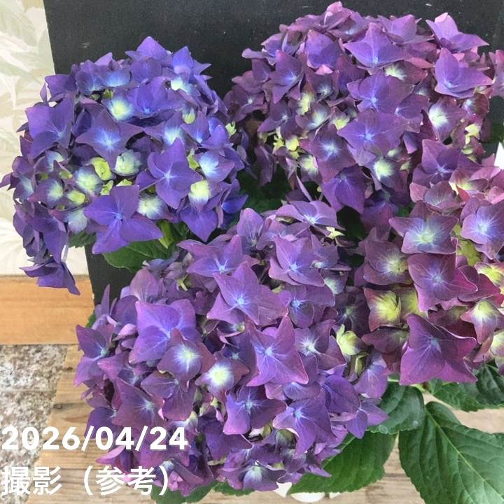 アジサイ ディープパープル 5号｜鉢花04-PA | 花木・庭木,アジサイ類