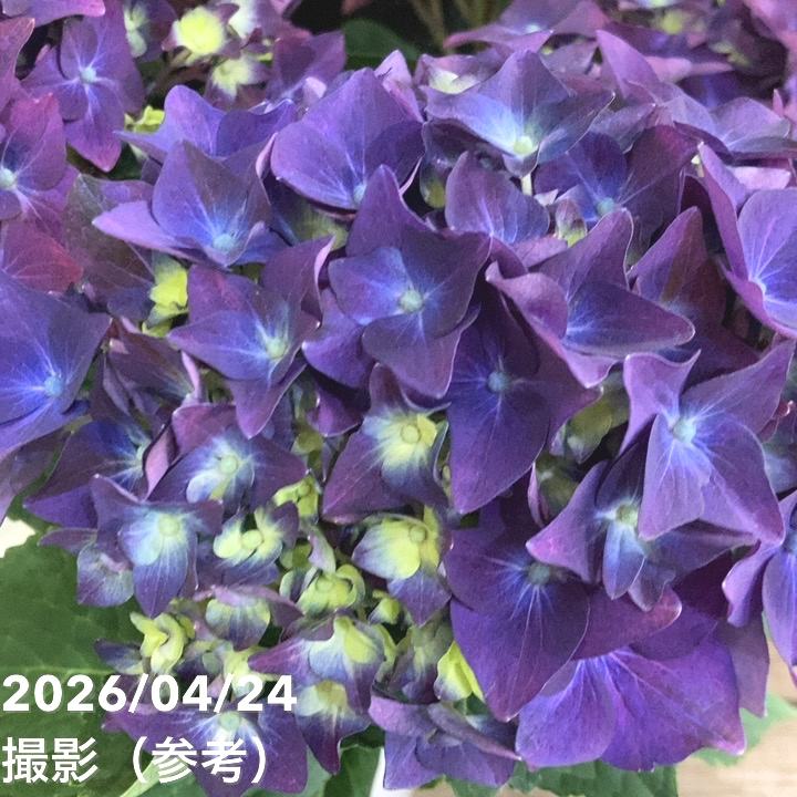 アジサイ ディープパープル 5号｜鉢花04-PA | 花木・庭木,アジサイ類