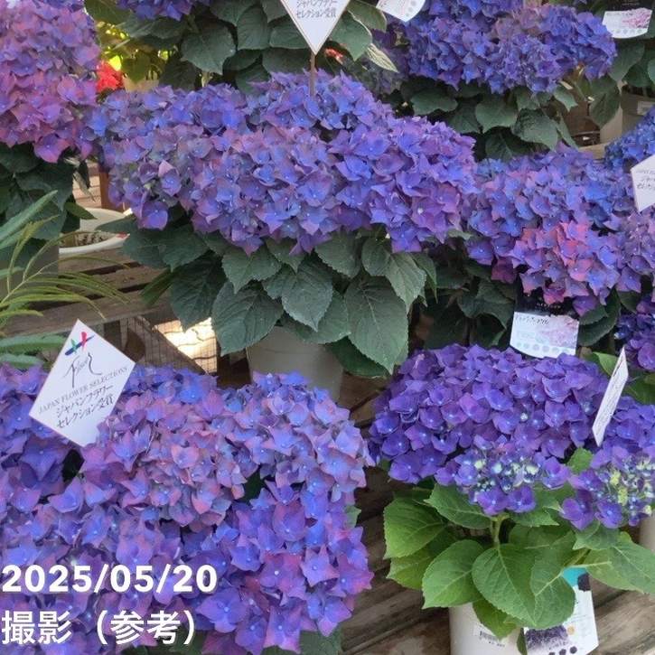 アジサイ ディープパープル 5号｜花木04-PA | 花木・庭木