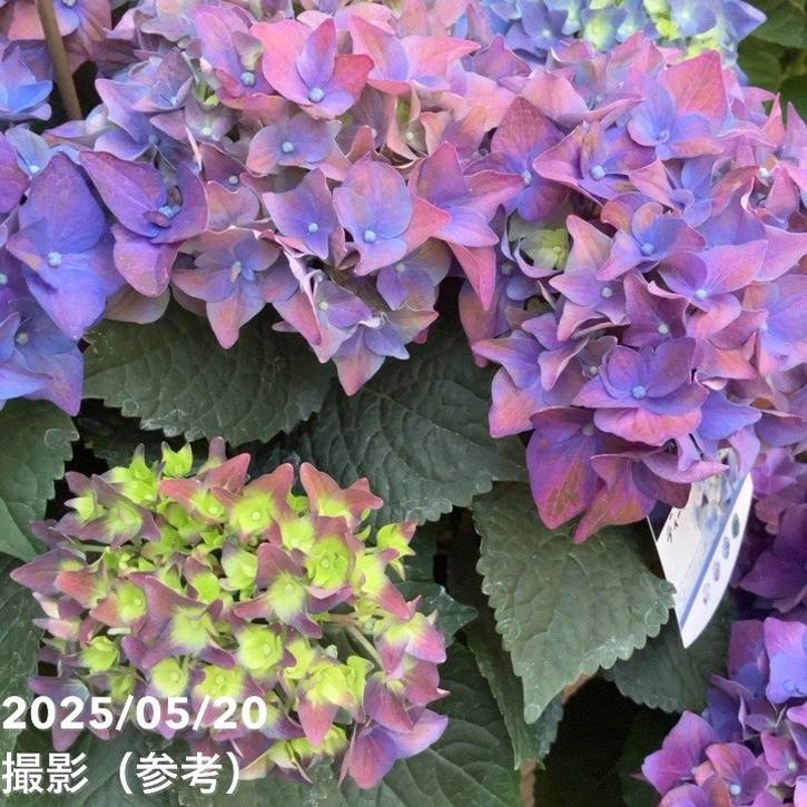 アジサイ ディープパープル 5号｜花木04-PA | 花木・庭木