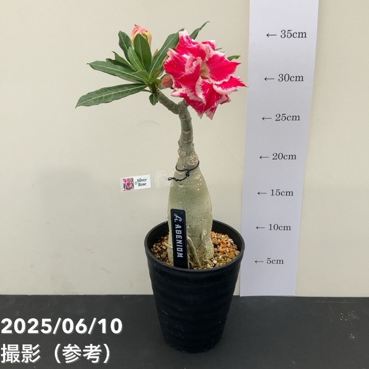 アデニウム オベスム 4号 Silver Rose（5）｜観葉01-D1 | 観葉・多肉