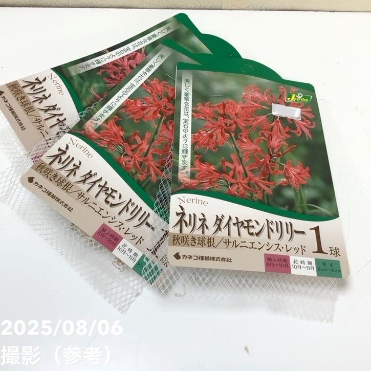 秋咲き球根 ネリネ ダイヤモンドリリー サルニエンシス レッド 1球入り×3袋セット|球根04-PA