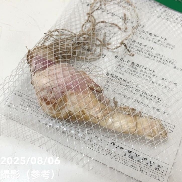 秋咲き球根 ネリネ ダイヤモンドリリー サルニエンシス レッド 1球入り×3袋セット|球根04-PA