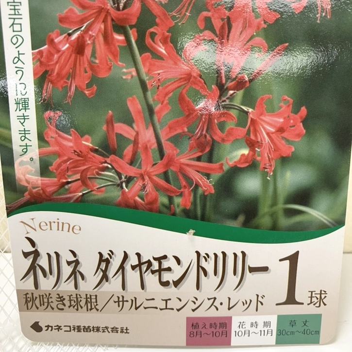 秋咲き球根 ネリネ ダイヤモンドリリー サルニエンシス レッド 1球入り