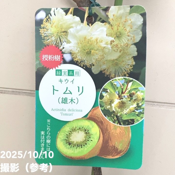 キウイフルーツ トムリ オス受粉樹用 4号ロングポット｜果樹04-PA