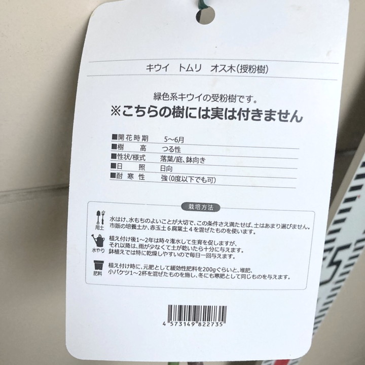 キウイフルーツ トムリ オス受粉樹用 4号ロングポット｜果樹04-PA